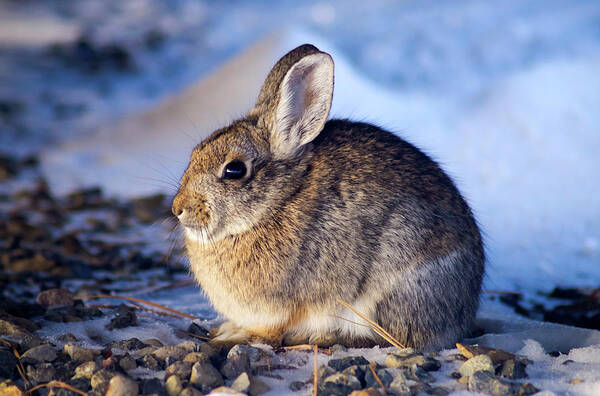Rabbit Poster featuring the photograph Winter Rabbit by Christopher Johnson