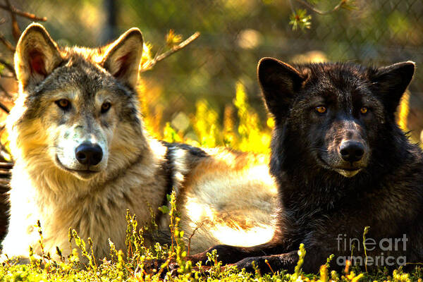 Wolf Poster featuring the photograph Wolf Pups At Rest by Adam Jewell