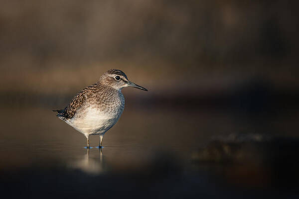 Wood Sandpiper Poster featuring the photograph Wood Sandpiper On Migration by Magnus Renmyr