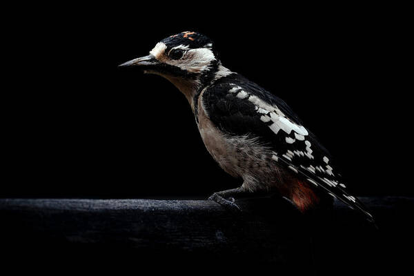 Woodpecker Poster featuring the photograph Woodpecker II by Johan Lennartsson