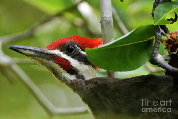 Pileated Woodpecker Poster featuring the photograph Woodpecker Portrait by Kathy Baccari