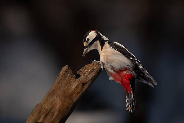 Woodpecker Poster featuring the photograph Woodpecker by Trygve Bjrkli