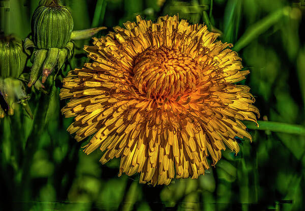 Dandelions Poster featuring the photograph Yellow and orange on dark green #i7 by Leif Sohlman