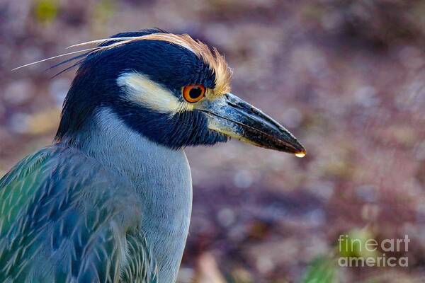 Bird Poster featuring the photograph Yellow-crowned Night Heron by Susan Rydberg