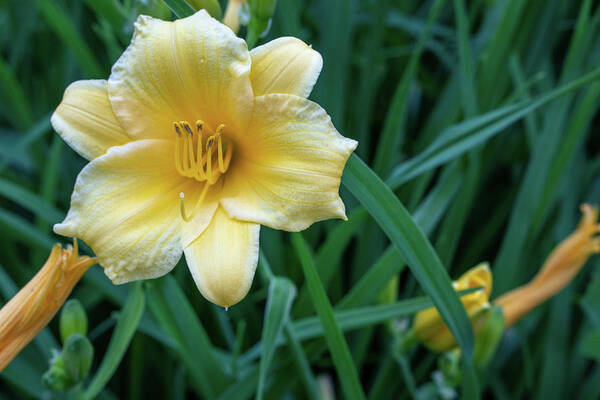 Flowers Poster featuring the photograph Yellow Day Lily by Jason Fink