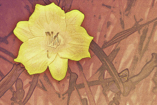 Flower Poster featuring the digital art Yellow Day Lily Stencil on Sandstone by Jason Fink