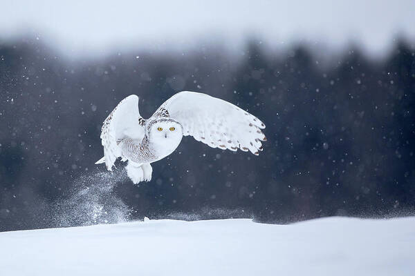 Snowy Poster featuring the photograph Yellow Eyes by Alessandro Catta