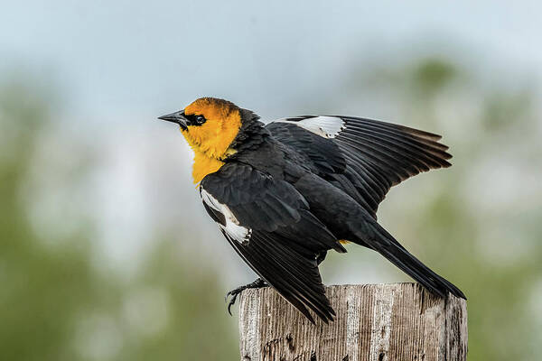 Yellow-headed Blackbird Poster featuring the photograph Yellow-Headed Blackbird by Yeates Photography
