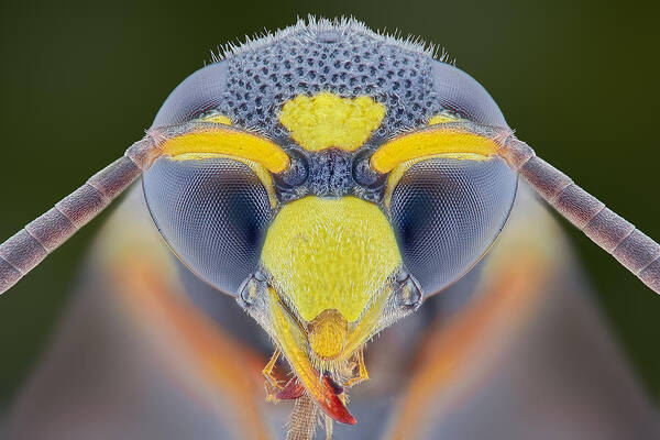 Macro Poster featuring the photograph Yellow Jacket by Aditya Permana