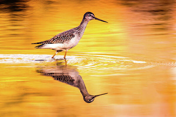 Kingfisher Poster featuring the photograph Yellowlegs at Sunset by Jerry Cahill