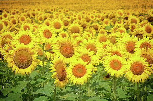 Sunflowers Poster featuring the photograph You Are My Sunshine by Rodney Campbell