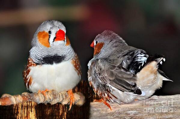 Birds Poster featuring the photograph Zebra Finch .. Australia by Elaine Manley