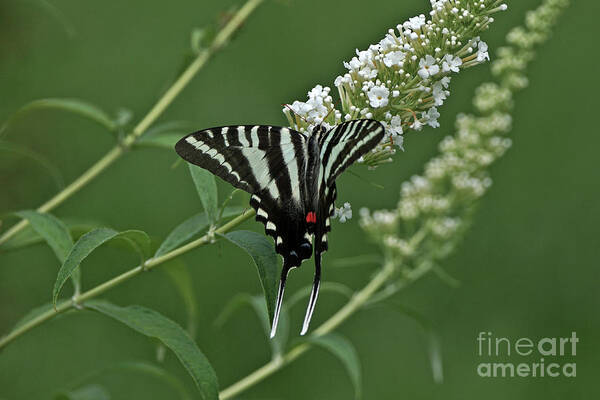 Zebra Swallowtail Poster featuring the photograph Zebra Swallowtail on Butterfly Bush by Robert E Alter Reflections of Infinity