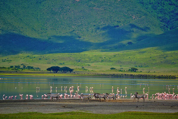 Grass Poster featuring the photograph Zebras And Flamingos Near Ngorongoro by Antonio Ciufo