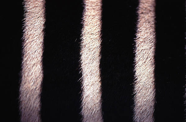 Animal Skin Poster featuring the photograph Zebras Hide by John Foxx