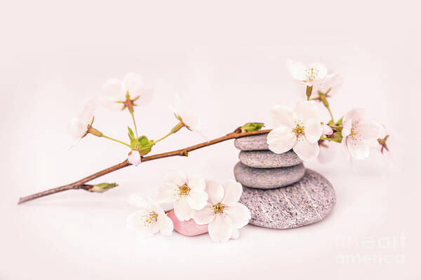 Cherry Tree Poster featuring the photograph Zen Cherry blossom by Delphimages Photo Creations