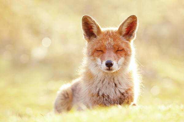 Fox Poster featuring the photograph Zen Fox Series - The Chillest of Foxes by Roeselien Raimond