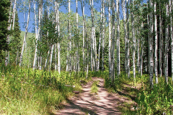 Tranquil Poster featuring the photograph Aspen Trail #1 by K Bradley Washburn