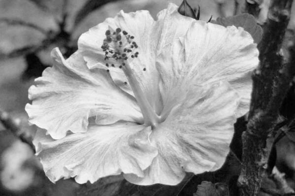 Flower Poster featuring the photograph Black and White Hibiscus 2 #1 by Amy Fose