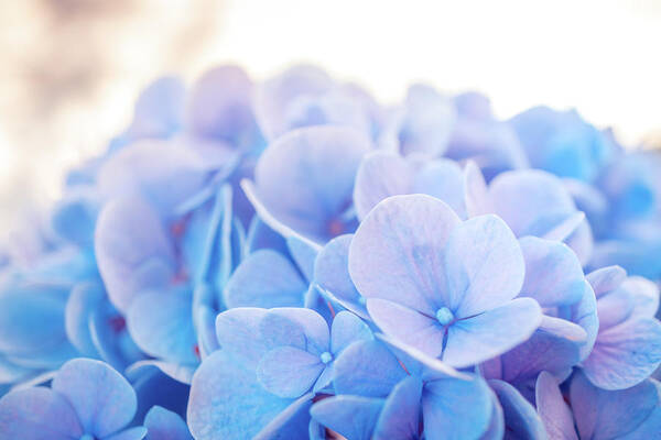 Blue Hydrangea Poster featuring the photograph Blue Hydrangea a by Lilia S