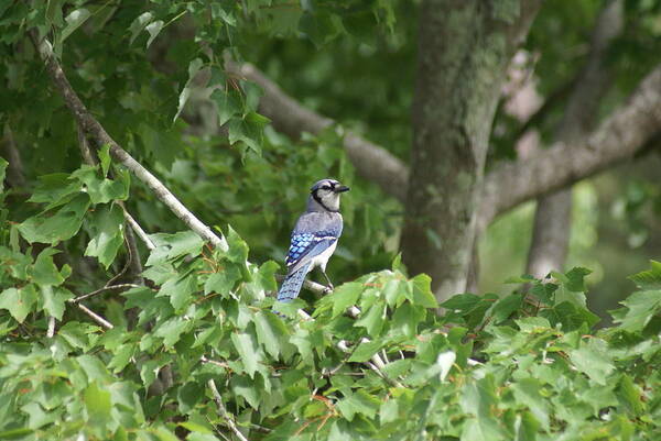  Poster featuring the photograph Blue Jay by Heather E Harman
