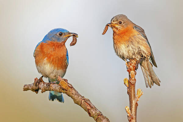 Bluebirds Poster featuring the photograph Bluebirds In love #1 by Susan Candelario