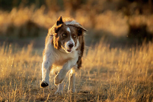 Border Collie Poster featuring the photograph Border Collie #1 by Diana Andersen