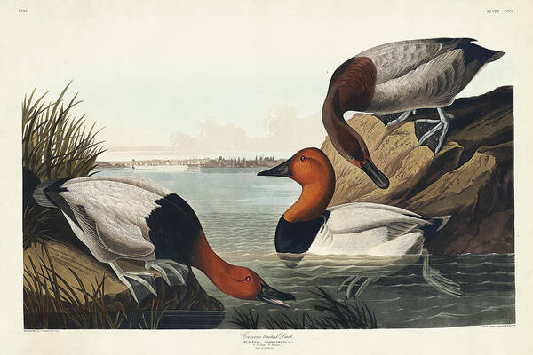 Audubon Birds Poster featuring the drawing Canvas backed Duck #1 by John James Audubon
