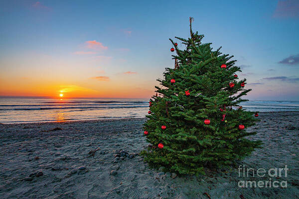 Photography Poster featuring the photograph Cardiff Christmas Tree #2 by Daniel Knighton