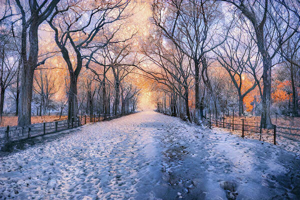 Winter Poster featuring the photograph Central Park #1 by Jim Painter