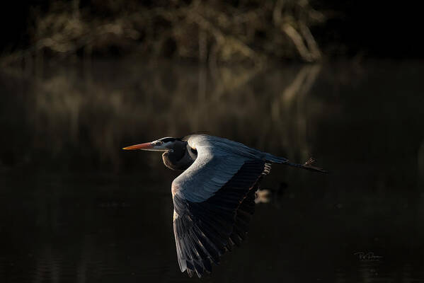 Heron Poster featuring the photograph Close Encounter #1 by Bill Posner
