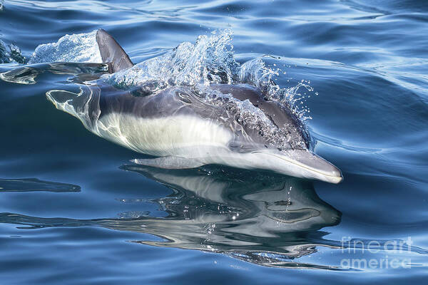Danawharf Poster featuring the photograph Cruising Dolphin #1 by Loriannah Hespe