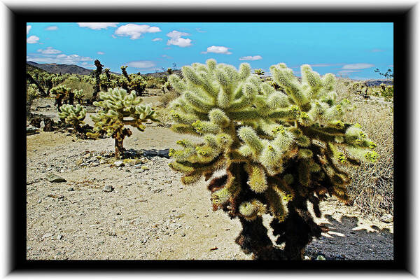 Cholla Poster featuring the photograph Desert Cholla in Bloom #1 by Richard Risely