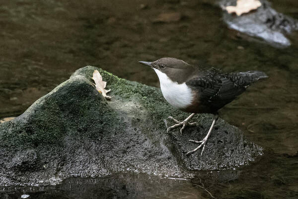 Flyladyphotographybywendycooper Poster featuring the photograph Dipper #1 by Wendy Cooper