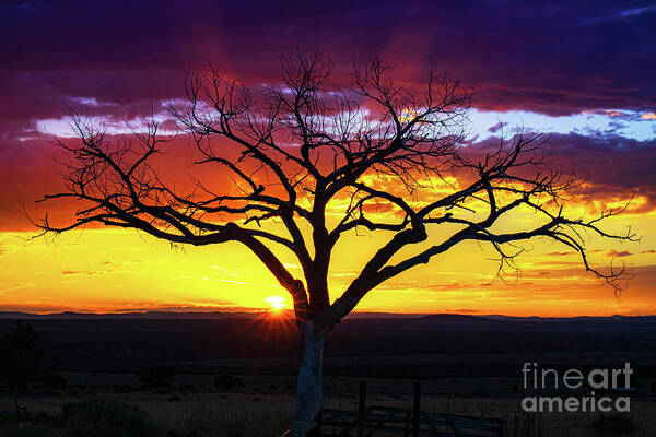 Taos Poster featuring the photograph Gorgeous sunset with the Taos Tree and old mailbox #4 by Elijah Rael