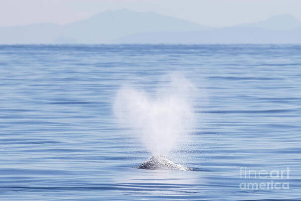  Poster featuring the photograph Gray Whale Heart-Shaped Spout #1 by Loriannah Hespe