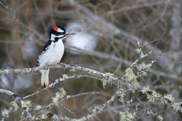 Hairy Woodpecker Poster featuring the photograph Hairy Woodpecker #1 by Brook Burling