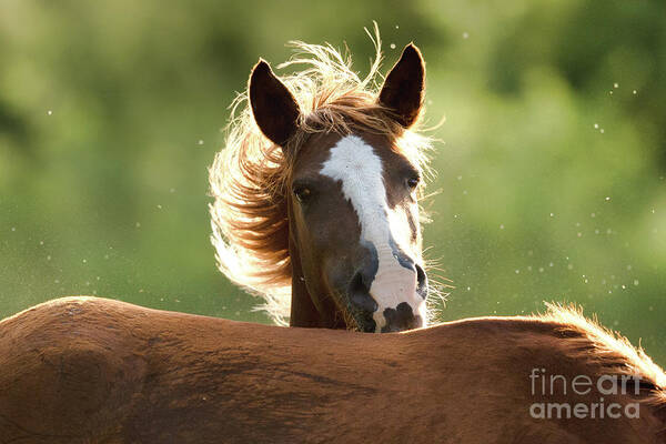 Salt River Wild Horses Poster featuring the photograph Hello #1 by Shannon Hastings