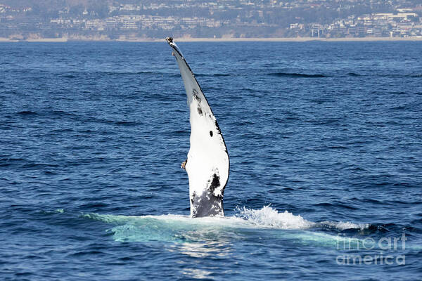 Humpback Whale Poster featuring the photograph Humpback Whale Pectoral Fin #1 by Loriannah Hespe