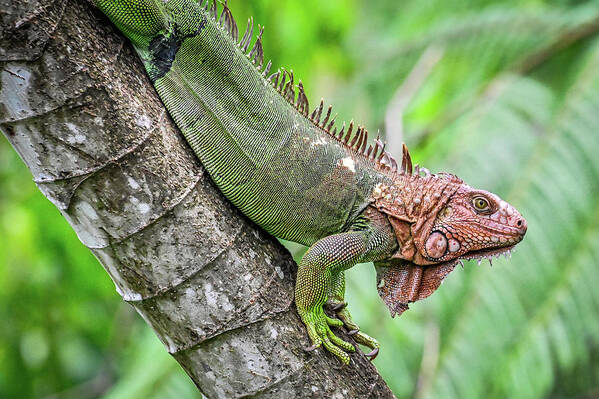 Iguana Poster featuring the photograph Iguana closeup #1 by Ed Stokes