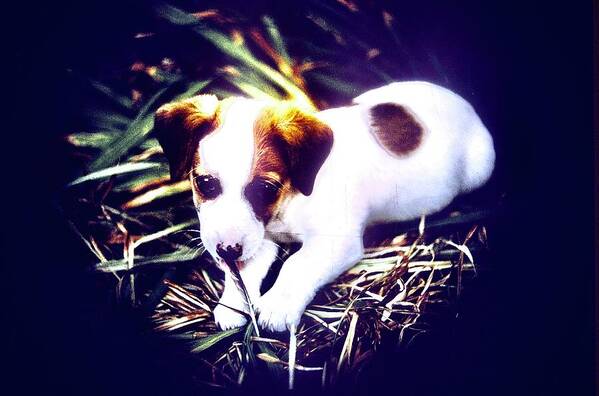 Jack Russell Poster featuring the photograph Jack Russell Terrier Puppy #1 by Gordon James