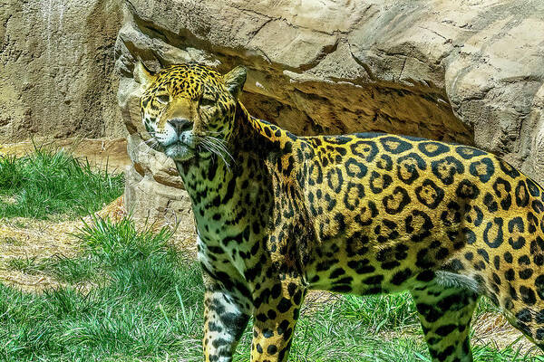 Sedona Poster featuring the photograph Jaguar #2 by Al Judge