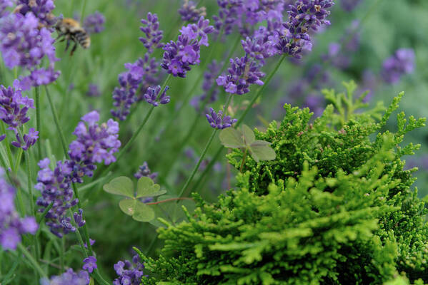 Lavender Poster featuring the photograph Lavender and clover #1 by Patricia Piotrak
