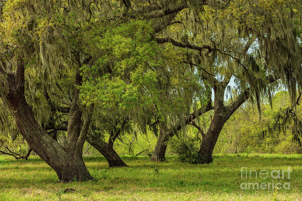 Tree Poster featuring the photograph Live Oak Stand by Seth Betterly