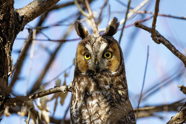 Owl Poster featuring the photograph Long Eared Owl Paying Close Attention #1 by Tony Hake