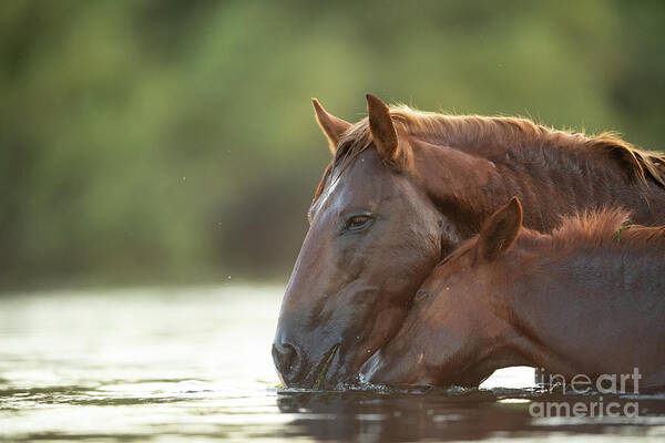 Salt River Wild Horses Poster featuring the photograph Love #1 by Shannon Hastings