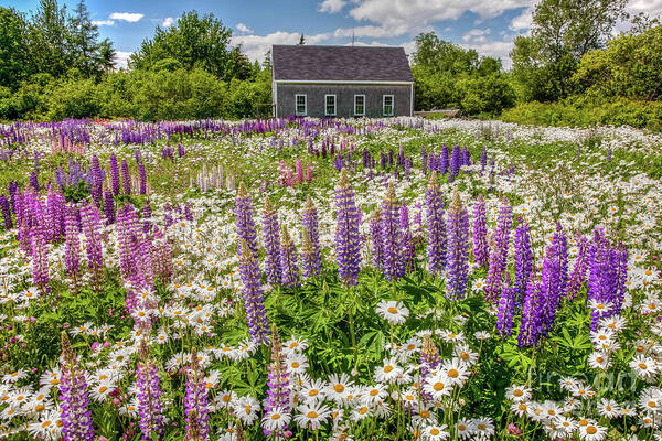 America Poster featuring the photograph Lupine Lawn #2 by Susan Cole Kelly