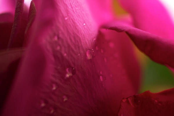 Beauty Poster featuring the photograph Magenta Rose Macro #1 by K Bradley Washburn