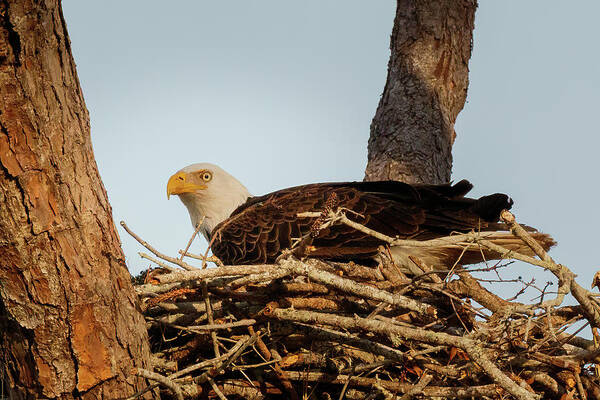 Eagle Poster featuring the photograph Nesting Mother #1 by Les Greenwood
