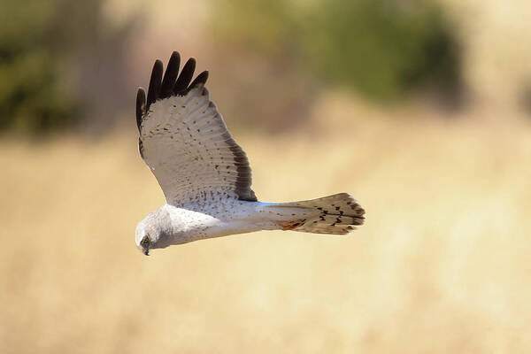 Northern Harrier Hawk Poster featuring the photograph Northern Harrier Hawk #1 by Brook Burling